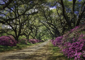 8 pequeños pueblos con encanto en Luisiana