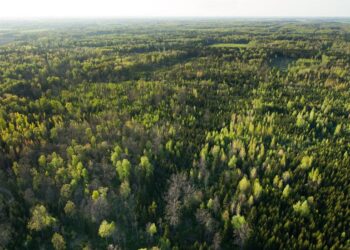 Las tasas de interés más bajas pueden impulsar la demanda de vivienda y madera