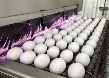 ¿Por qué los huevos son tan caros? : NPR