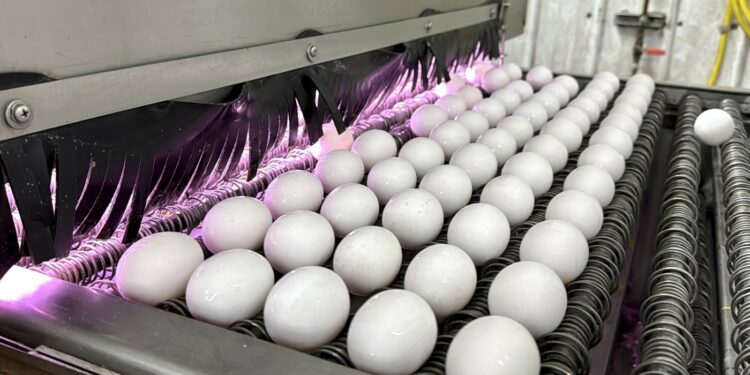 ¿Por qué los huevos son tan caros? : NPR