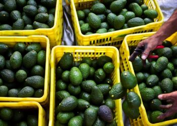 Acciones que realizan los mayores movimientos al mediodía: NVO, AVO, OXY