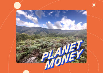 ¿Qué son los créditos de biodiversidad y cómo podrían salvar al oso Paddington? : Planeta Dinero : NPR