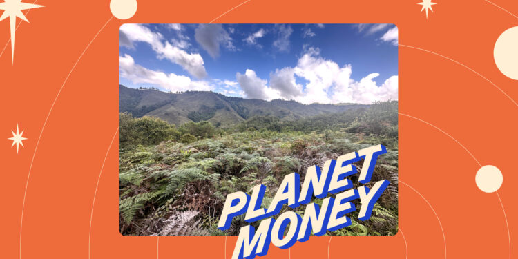 ¿Qué son los créditos de biodiversidad y cómo podrían salvar al oso Paddington? : Planeta Dinero : NPR