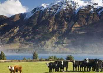 Nueva Zelanda firma acuerdo comercial con los Emiratos Árabes Unidos