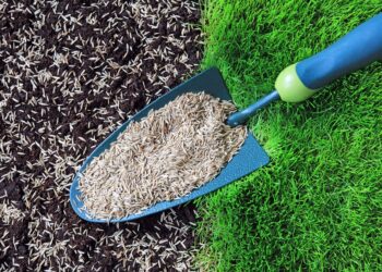 11 formas de evitar que las aves coman semillas de hierba