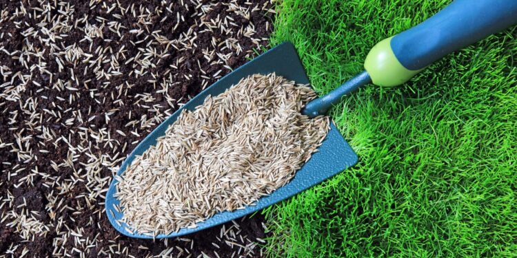 11 formas de evitar que las aves coman semillas de hierba