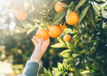 Estas banderas rojas pueden desencadenar una auditoría fiscal del IRS, dicen los expertos.