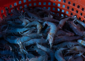 Los exportadores estadounidenses compiten para dar forma a los aranceles recíprocos de Trump antes del 2 de abril