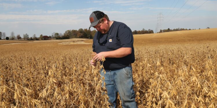 Cómo la política comercial de Trump está presionando a los agricultores estadounidenses