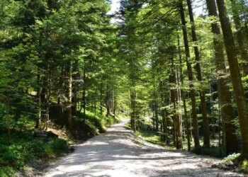 Trump ordena la expansión inmediata de la producción de madera estadounidense