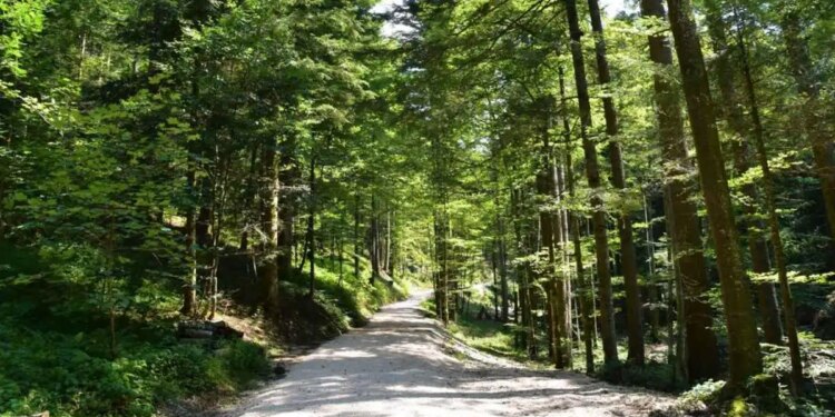 Trump ordena la expansión inmediata de la producción de madera estadounidense