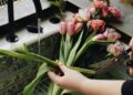 10 flores de primavera | Chicle rojo