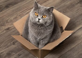 Explicando una amenidad multifamiliar pasadas por alto