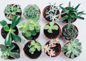 10 mejores lugares para vender plantas para ganar dinero
