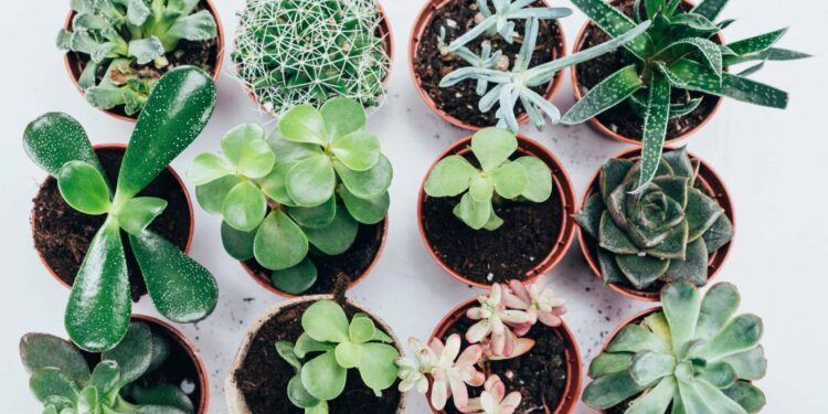 10 mejores lugares para vender plantas para ganar dinero