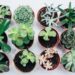 10 mejores lugares para vender plantas para ganar dinero