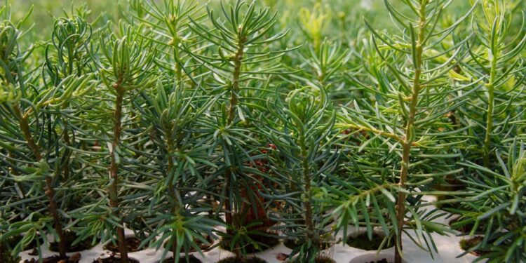 Weyerhaeuser se mantiene fiel a la misión original mientras encuentra nuevas formas de crecer