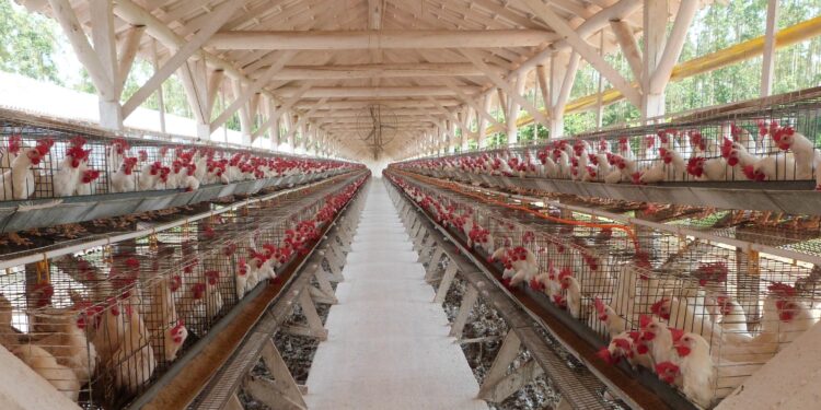 El brote de gripe aviar llega a la industria avícola de Brasil, amenazando las exportaciones