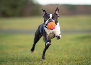 Más allá de la compañía: los 3 grandes pagos de la propiedad de mascotas