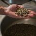 Precios del café para aumentar mientras Brasil enfrenta un 50% de aranceles bajo Trump: NPR