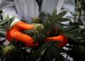 Las existencias de cannabis se manifestan después de que Trump dice que está sopesando la reclasificación