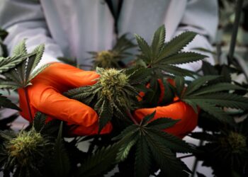 Las existencias de cannabis se manifestan después de que Trump dice que está sopesando la reclasificación
