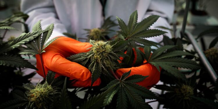 Las existencias de cannabis se manifestan después de que Trump dice que está sopesando la reclasificación