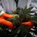 Las existencias de cannabis se manifestan después de que Trump dice que está sopesando la reclasificación