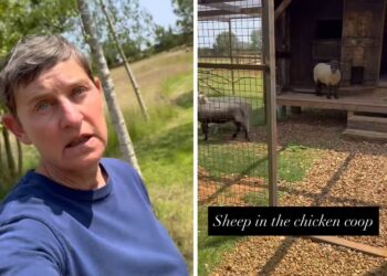 Ellen DeGeneres revela secretos detrás de su ‘Hobby’ ‘muy lucrativo’ $ 190 millones.