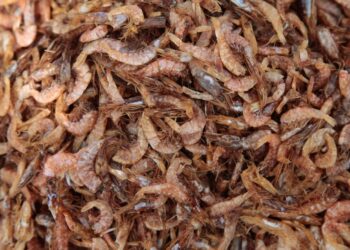 Tarifas de triunfo Side las exportaciones de camarones de la India: NPR