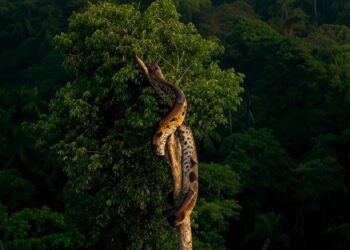 El tiempo ideal para mantener una hipoteca hasta que lo pague