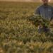 Los agricultores están sufriendo. La guerra comercial de Trump lo está empeorando: NPR