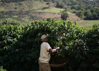 3 grandes cosas que suceden en el mundo del café: NPR