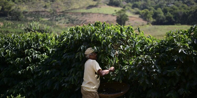 3 grandes cosas que suceden en el mundo del café: NPR