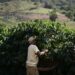 3 grandes cosas que suceden en el mundo del café: NPR