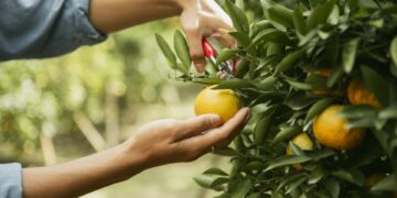 Aún puede utilizar el tramo de ganancias de capital del 0% para 2025