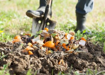 Las 15 mejores ciudades de Estados Unidos para hacer compost y limitar los residuos